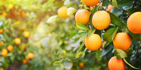 Top 10 Health Benefits Of Eating Oranges
