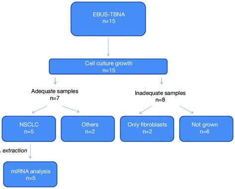Flow Chart Of Ebus Tbna Primary Cell Culture Procedure Mirna