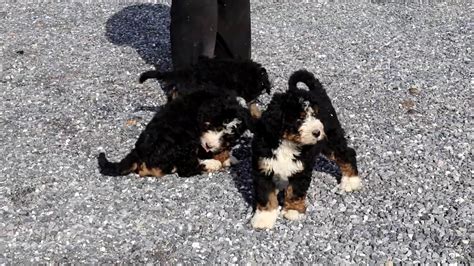 Backed by 15 years of breeding experience, we produce true family pets you'll love. Bernedoodle Puppies for Sale - YouTube