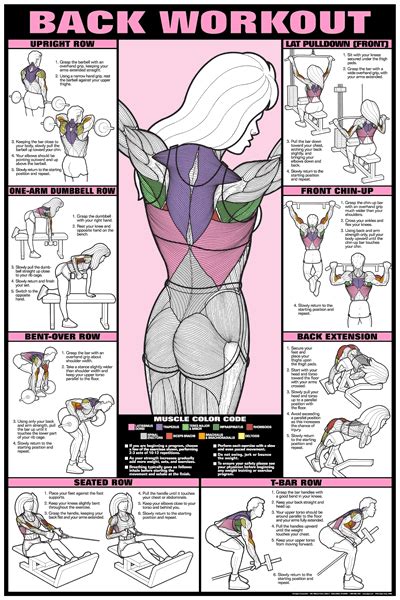 Helps when visualizing during a workout. Back Workout Fitness Chart (Co-Ed)