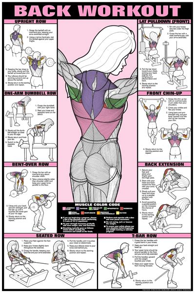 Millones de diseños originales hechos por artistas independientes. Back Workout Fitness Chart (Co-Ed)