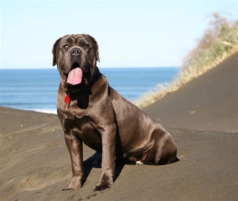 This is a video about the dog breed neapolitan mastiff, from the www.naturallyhappydogs.com website. Neapolitan Mastiff Wallpapers Images Photos Pictures ...