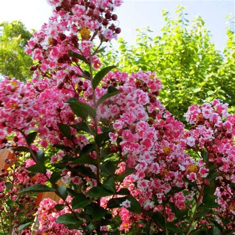 Give those hummers a large selection. crepe myrtle dwarf | Crape myrtle, Plants, How to attract ...
