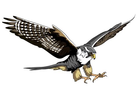 Free Falcon Clipart Download Free Falcon Clipart Png Images Free