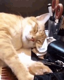 Cat Kitty GIF Cat Kitty Waking Up Discover Share GIFs