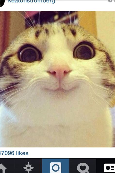 Cute Cat Face Memes Hot Sex Picture