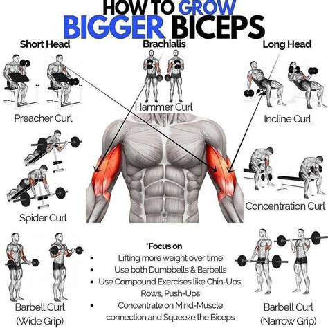 Rutina Completa De Biceps Y Triceps Ejercicios De Brazo Gym Images