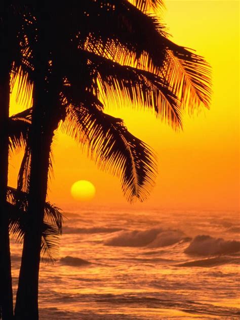 Tequila Sunset Palm Tree Sunset Sunset Landscape