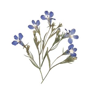 ✓ free for commercial use ✓ high quality images. blue lobelia | Tumblr