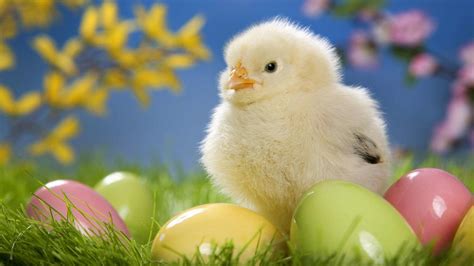 Animal Easter Wallpapers Wallpaper Cave