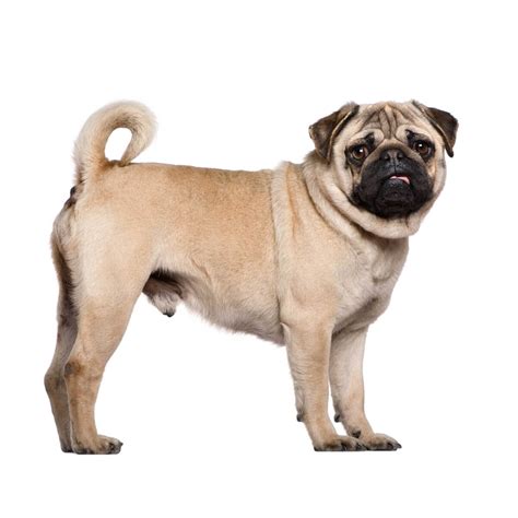 Pug Dog Breed Information Pictures And More