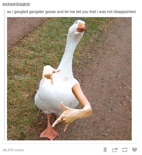 Gangster Goose Funny Animal Memes Animal Memes Funny Animals
