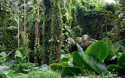 Tropical Jungle Chainimage Forest Celebes Nature Wallpapers