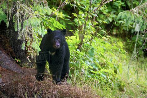 Black Bear Ursus Americanushyder Alaska United States Of America