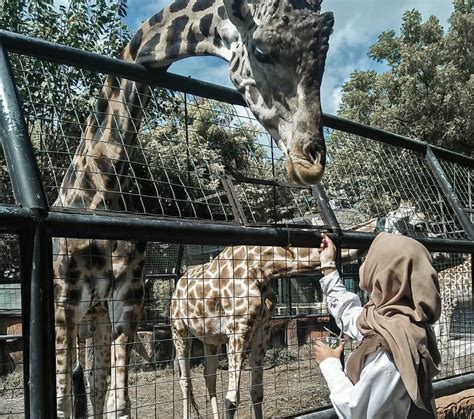 Liburan Ke Maharani Zoo Dan Goa Lamongan Catat Harga Tiket Masuknya