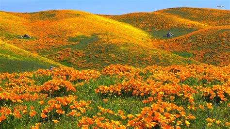 Field Of Poppies Wallpaper 50 Images