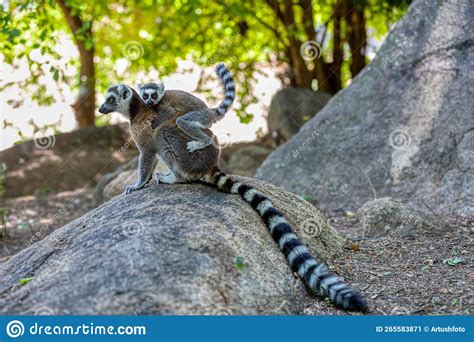 Ring Tailed Lemur Lemur Catta Madagascar Wildlife Animal Stock Image