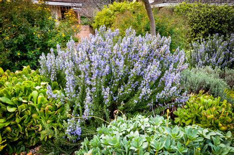 Tuscan Blue Rosemary Bushes For Sale The Tree Center