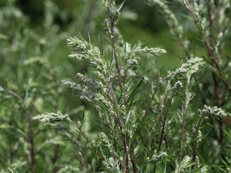 Artemisia Vulgaris Also Known As Common Mugwort Riverside Wormwood