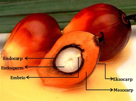 Gambar Morfologi Buah Kelapa Sawit Tanimedia Gambar Di Rebanas Rebanas