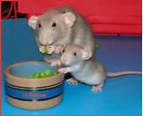 Rat Eats Baby Photos