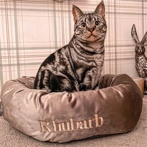 Luxury Velvet Donut Bed Cosy Cat And Kitten Beds Lords And Labradors