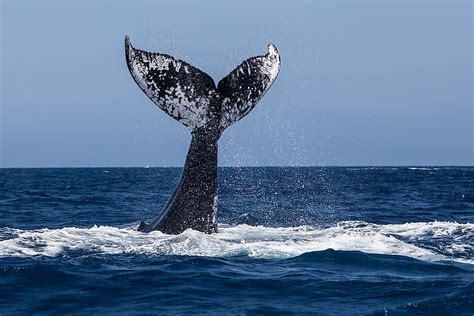 5 Best Places To Go Whale Watching In Canada This Summer Worldatlas