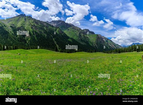 Majestic Mountains And Beautiful Flowers With Green Grassland In Xiata
