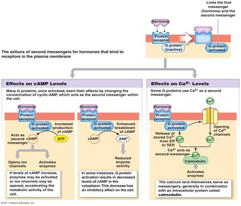 Endocrine System | Endocrine system, Plasma membrane, Biochemistry