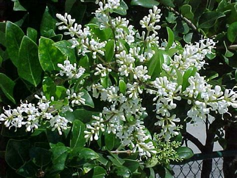 They also make fantastic dry flowers, losing only a slight amount of color, but very little shape. Love ligustrum trees and the scent of their flowers in the ...