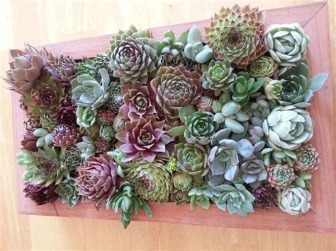 There are knowledge base entries matching your question. Living picture frame made by me at succulent gardens ...