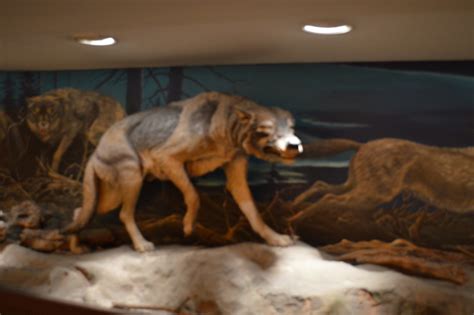The dire wolf was a formidable predator, measuring almost five feet from head to tail and weighing in the vicinity of 150 to 200 pounds—about 25 percent the dire wolf's teeth didn't only slice through the flesh of the average prehistoric horse or pleistocene pachyderm; A Perfect Day in LA | Getting Our Kicks on Route 66