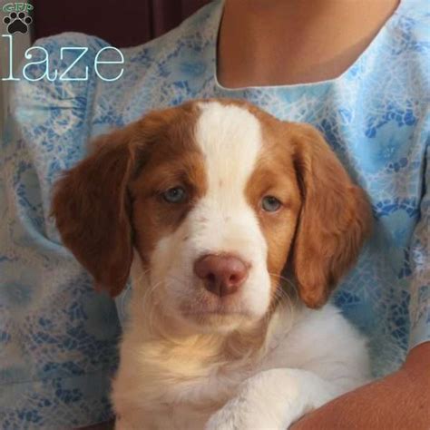 Blaze Brittany Spaniel Puppy For Sale In Pennsylvania