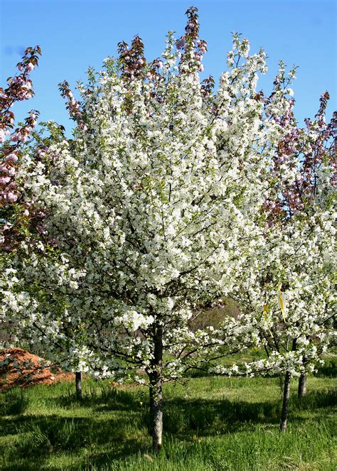 However, some species can reach heights of 60 ft. This Month's Feature Tree - Crabapple | Shade Tree Farm