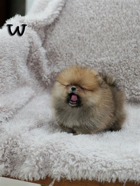 26 Teeny Tiny Puppies Guaranteed To Make You Say A Puppies