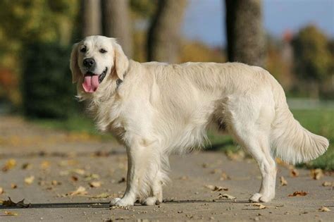 Golden Retriever Dog Breed Information Facts Training Tips And More