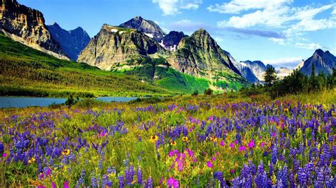 The most likely problem indoors in winter. Mountain Flower In Colorado Blue And Purple Flowers Of ...