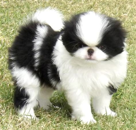 Japanese Chin Dog Breed Information And Images K9rl
