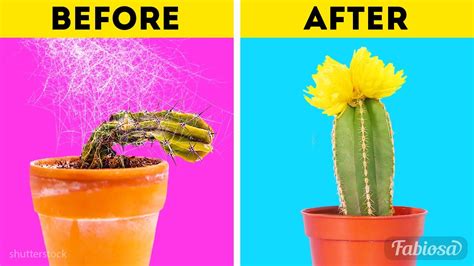 Caring for the new cactus place the planted cactus arm in a sunny window and let it sit for two to four weeks. How to replant cactus? Basic gardening tips on growing ...