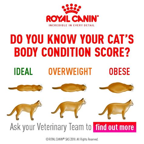 Body Condition Score Your Cat The Healthy Pet Club