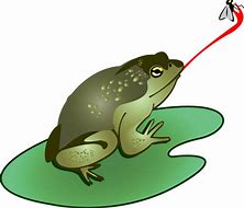 Image result for Bullfrog catching flies art