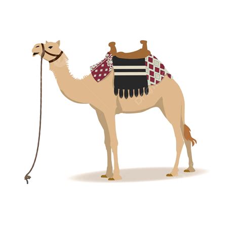 Gambar Camelus Dromedarius Vektor Unta Kapal Gurun Punuk Png Dan