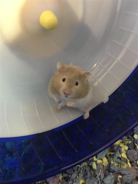 My First Hamster Super Excited About Being A New Hammy Mommy Any