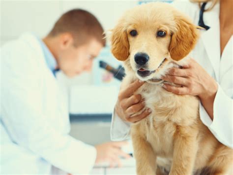Pet temperatures are taken rectally); Your Puppy's First Vet Visit - What To Expect - American ...