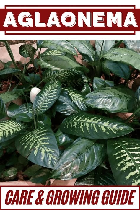 Aglaonema Chinese Evergreens Care And Growing Guide