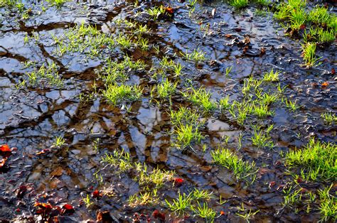 Grass And Puddle Free Stock Photo Public Domain Pictures