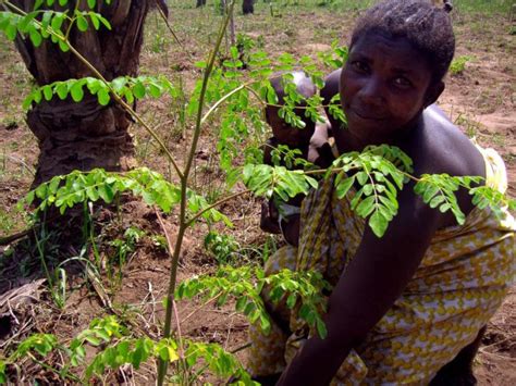 Nicaragua Cultivará Marango Un Alimento Resistente A La Sequía
