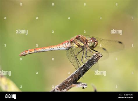 Male Common Darter Dragonfly Resting On A Plant Stem At High Batts