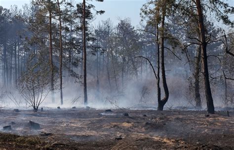 Premium Photo Forest After The Fire With Burned Trees