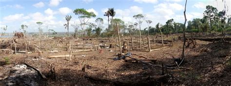 Destroying Nature Leads To Pandemics Research Shows The Eco Experts